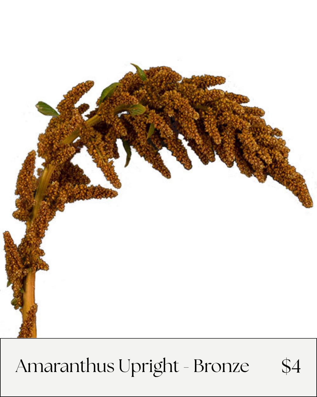 Amaranthus Upright Bronze.png