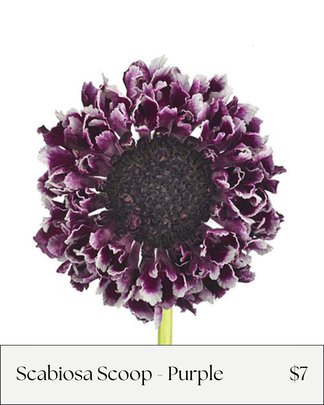 Scabiosa Scoop Purple.png