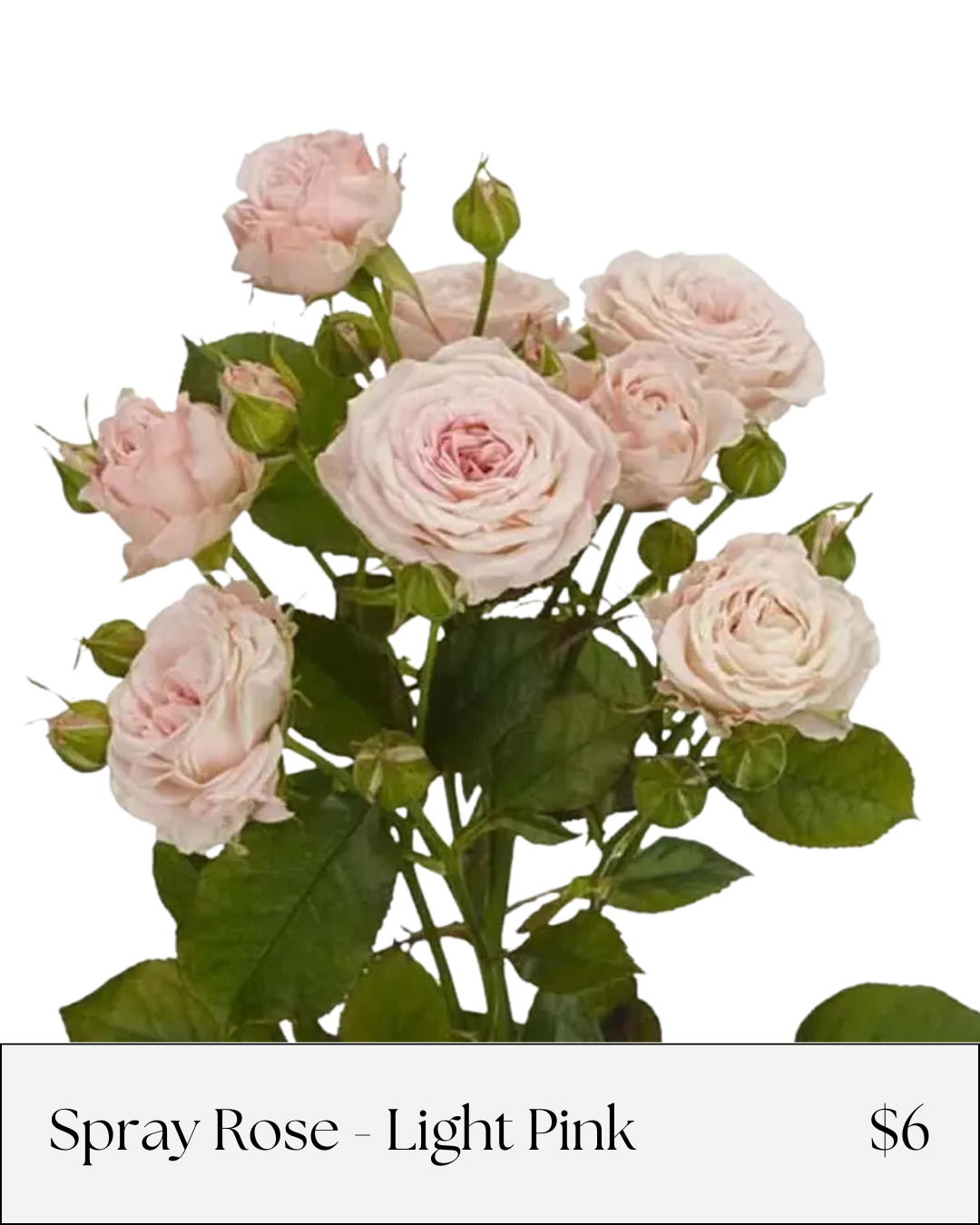 Spray Rose Light Pink.png