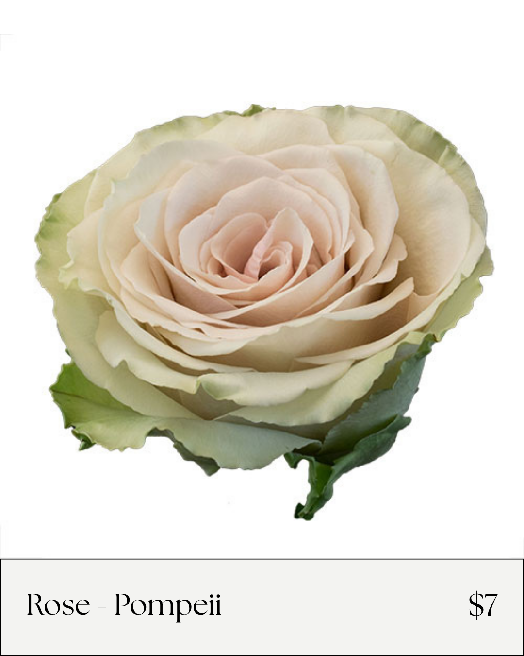 Rose Pompeii.png