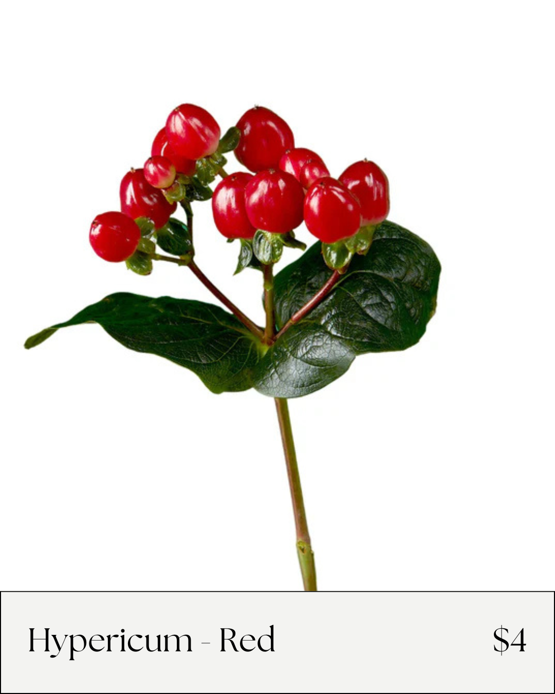 Hypericum Red (2).png