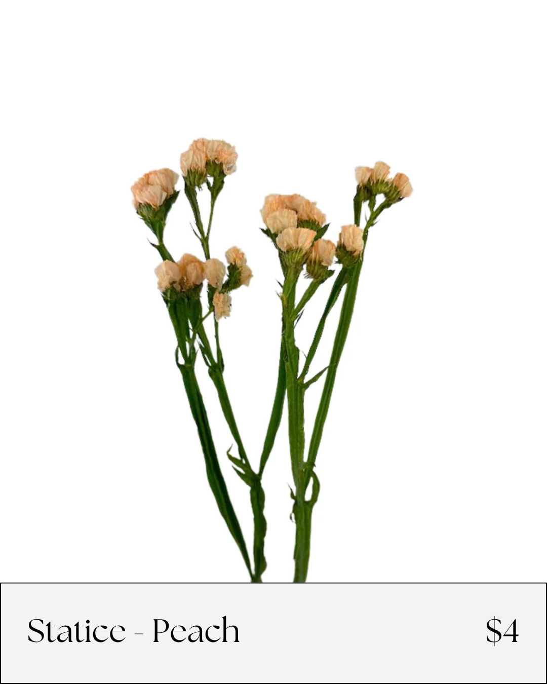Peach Statice.png