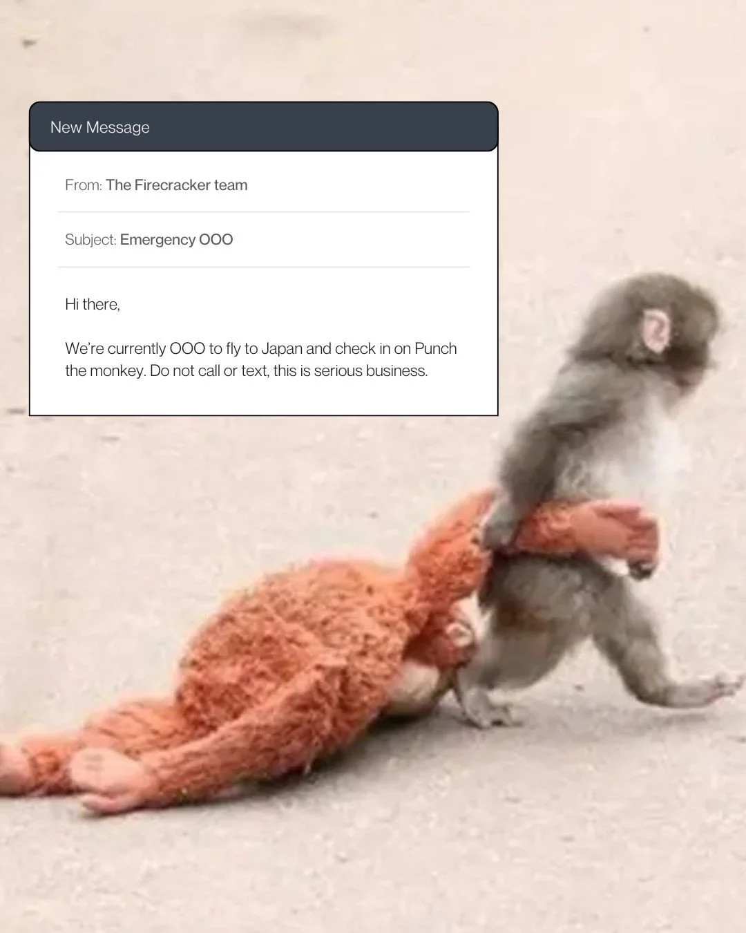 WE'RE COMING FOR YOU PUNCH!!!!