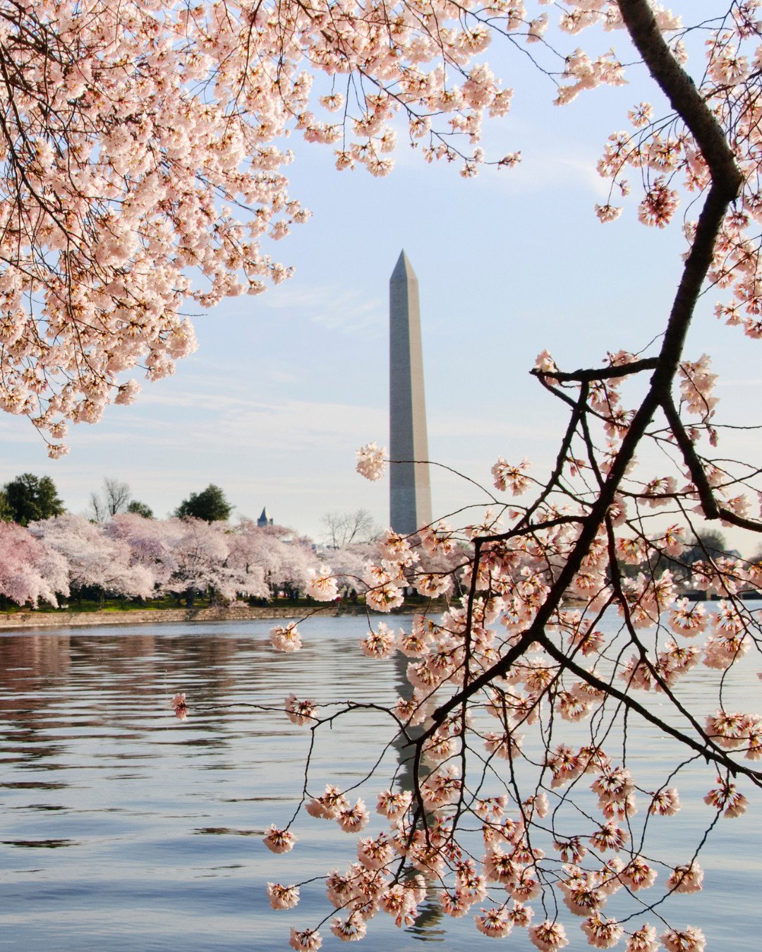 Spring is springin' at our clients nationwide. Here's a few of our springtime bucket-list travels. Which one are you visiting?⁠
⁠
- Cherry blossom season in DC (with a stay at @intercontinentaldcwharf)⁠
- Pool hangs in Scottsdale (while relaxing at @