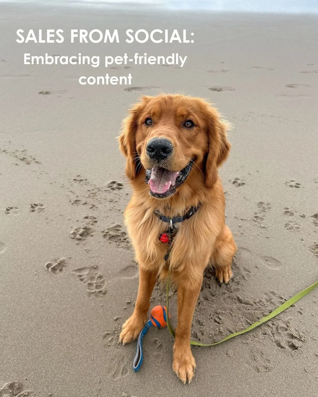 DRIVING SALES FROM SOCIAL MEDIA: Pet Edition! ⁠
⁠