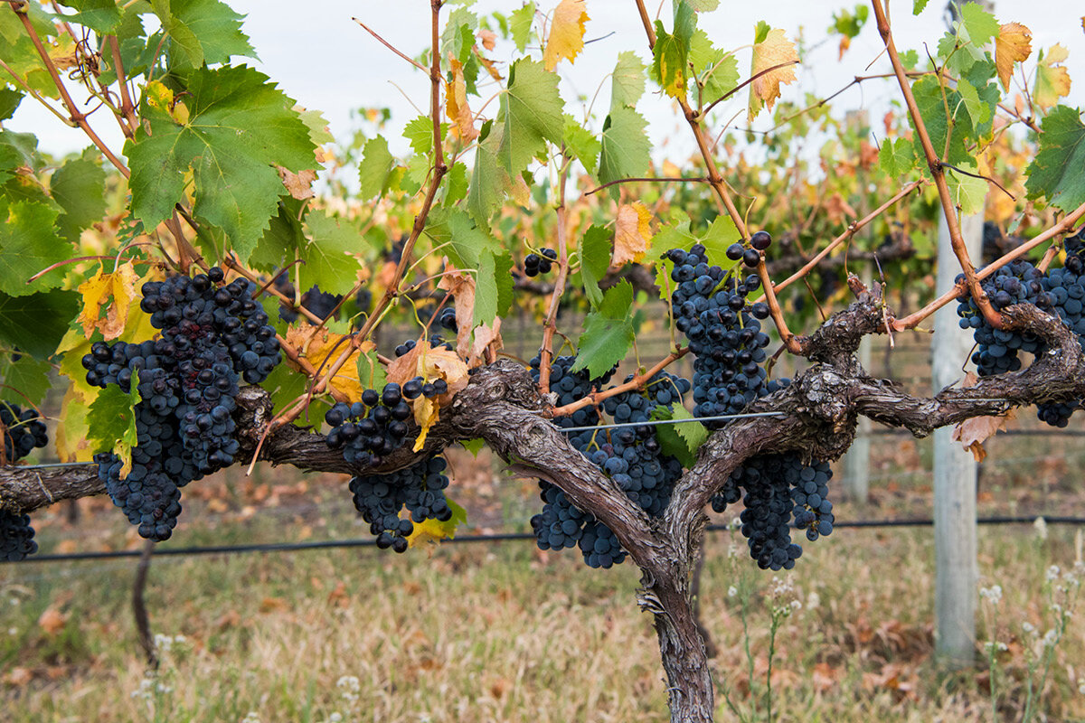 FirstRidgeWines_1200x800_Vineyard_17.jpg