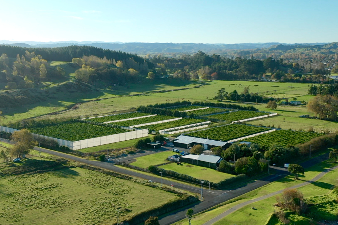 The Limery certified lime grower and processor nestled in the scenic hills of Wairoa.png