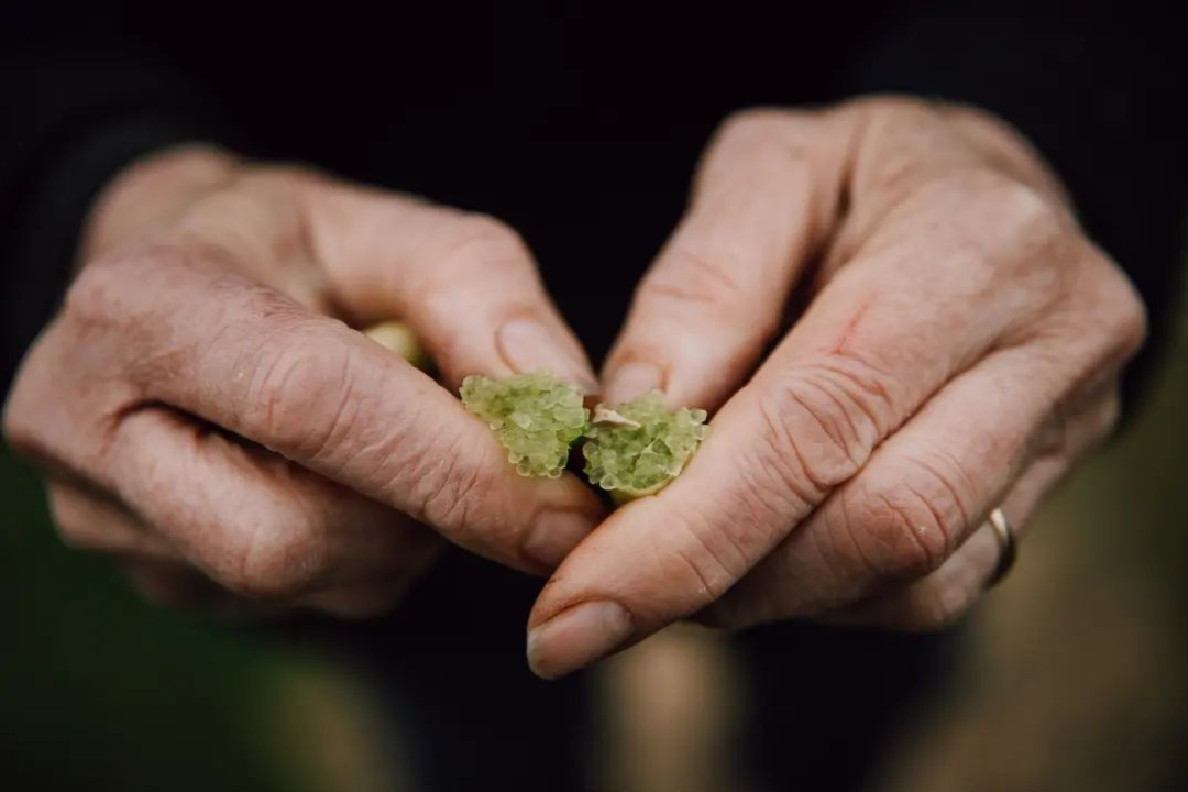 The Limery Finger Lime.png