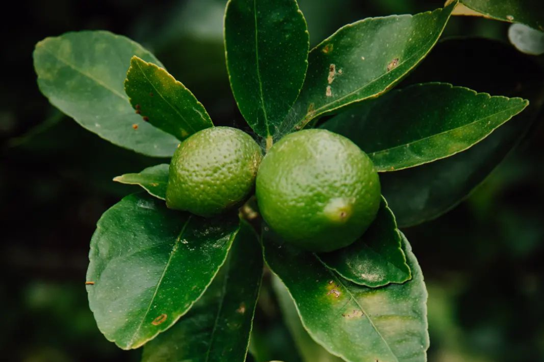 The Limery fruit is Harvested at peak ripeness.png
