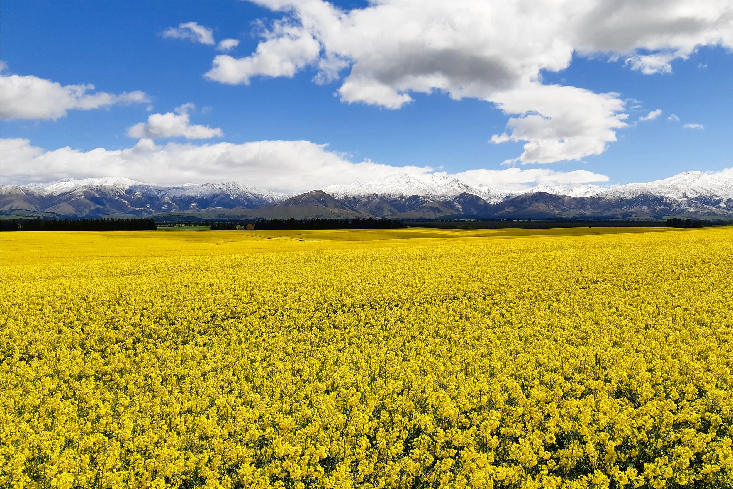 The Good Oil South Island Rapeseed Field.jpg