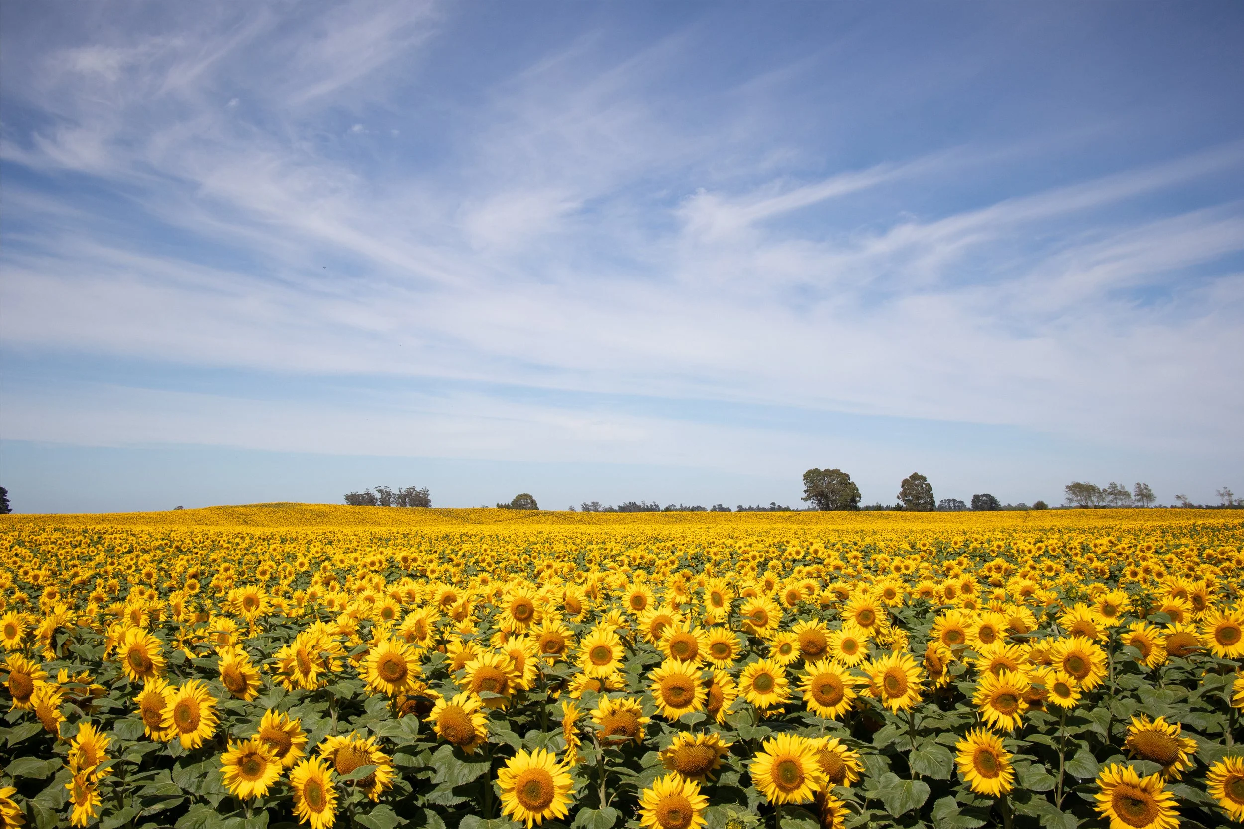 The Good Oil Sunflower Field.jpg
