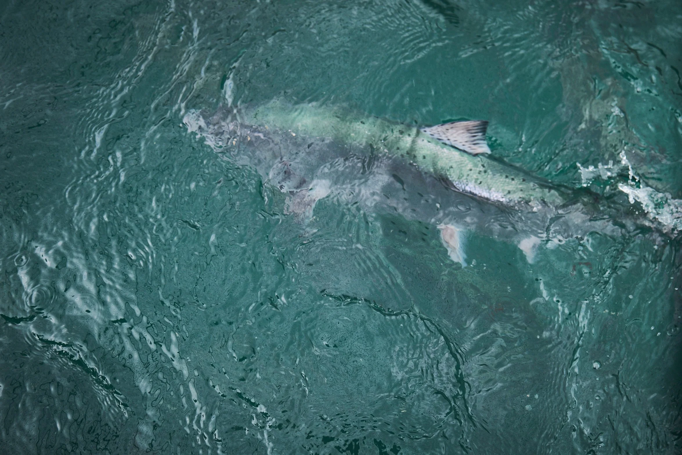 Akaroa King Salmon swimming.jpg