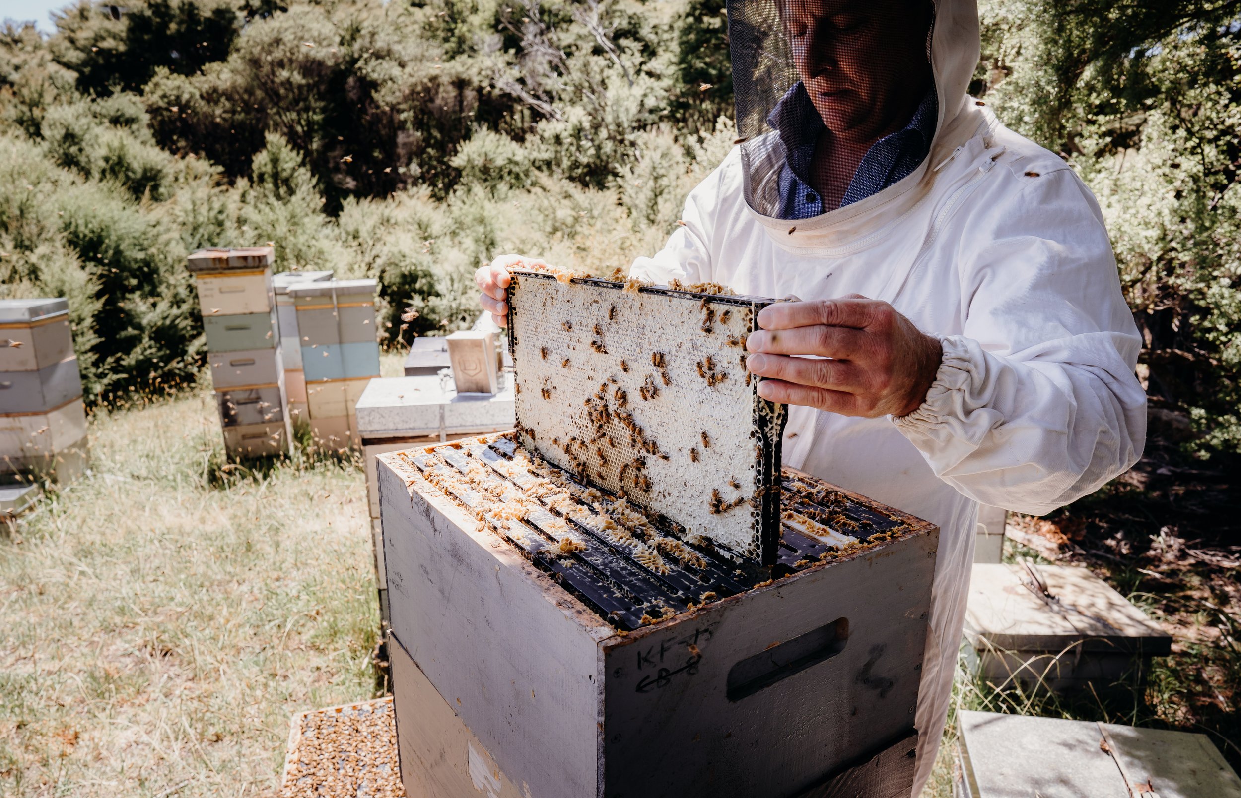 Shane MacKenzie collects Woodland's Honey.jpg