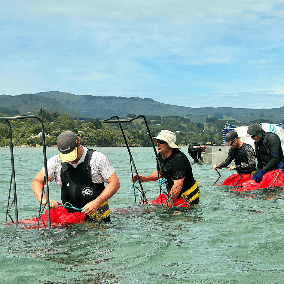 Outstanding Food Producer Awards 2026 Gold Medal winner, Southern Clams harvest to order using a manual body dredge system for minimal impact on the estuary floor.

