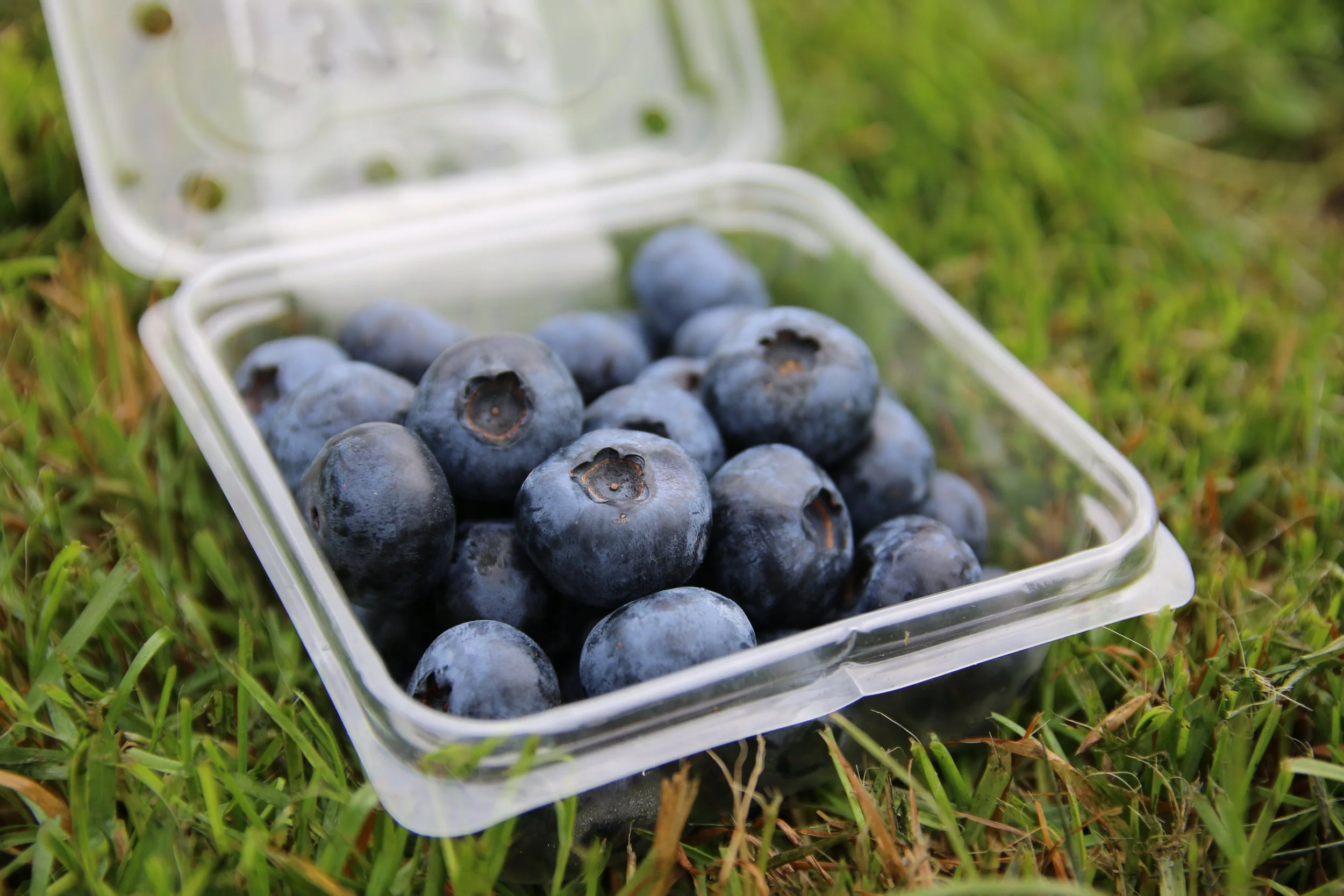 Mamaku Blue OFPA Medal Winnning Blueberries.JPG