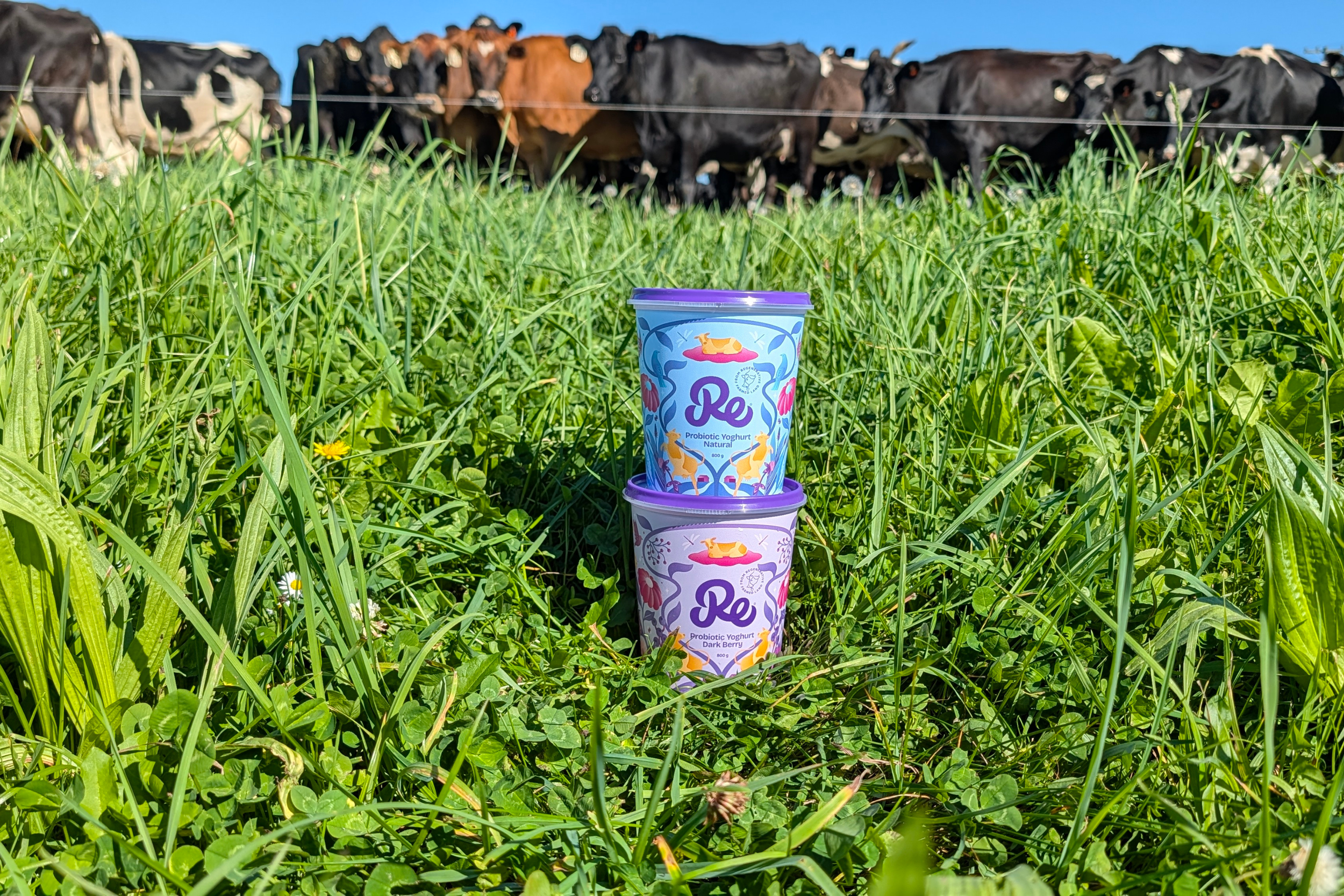 Re Dairy Probiotic Yoghurt comes from the paddock.png