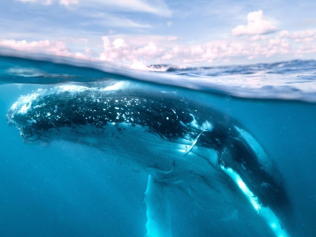 Bring back the whales