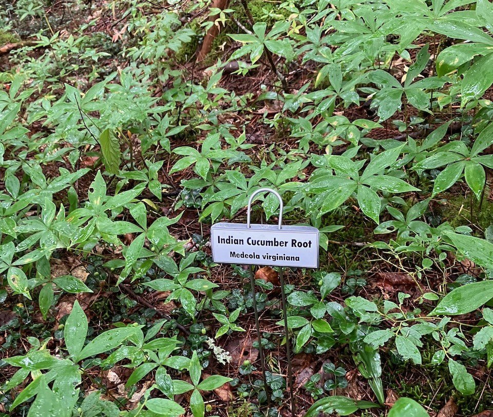 Indian Cucumber Root