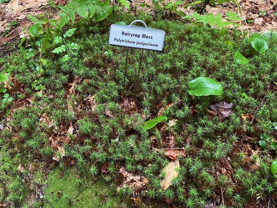 Haircap Moss