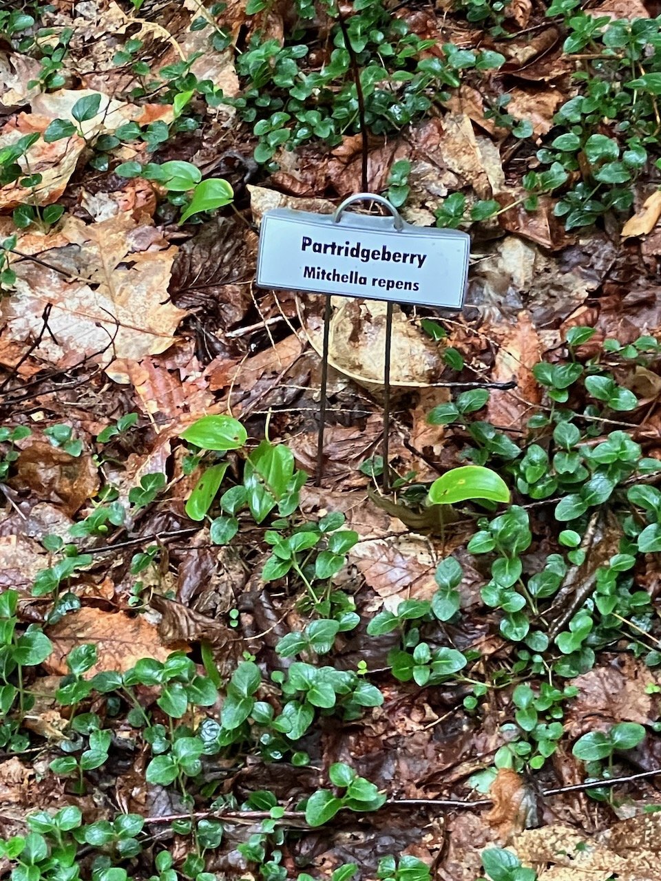 Partridgeberry