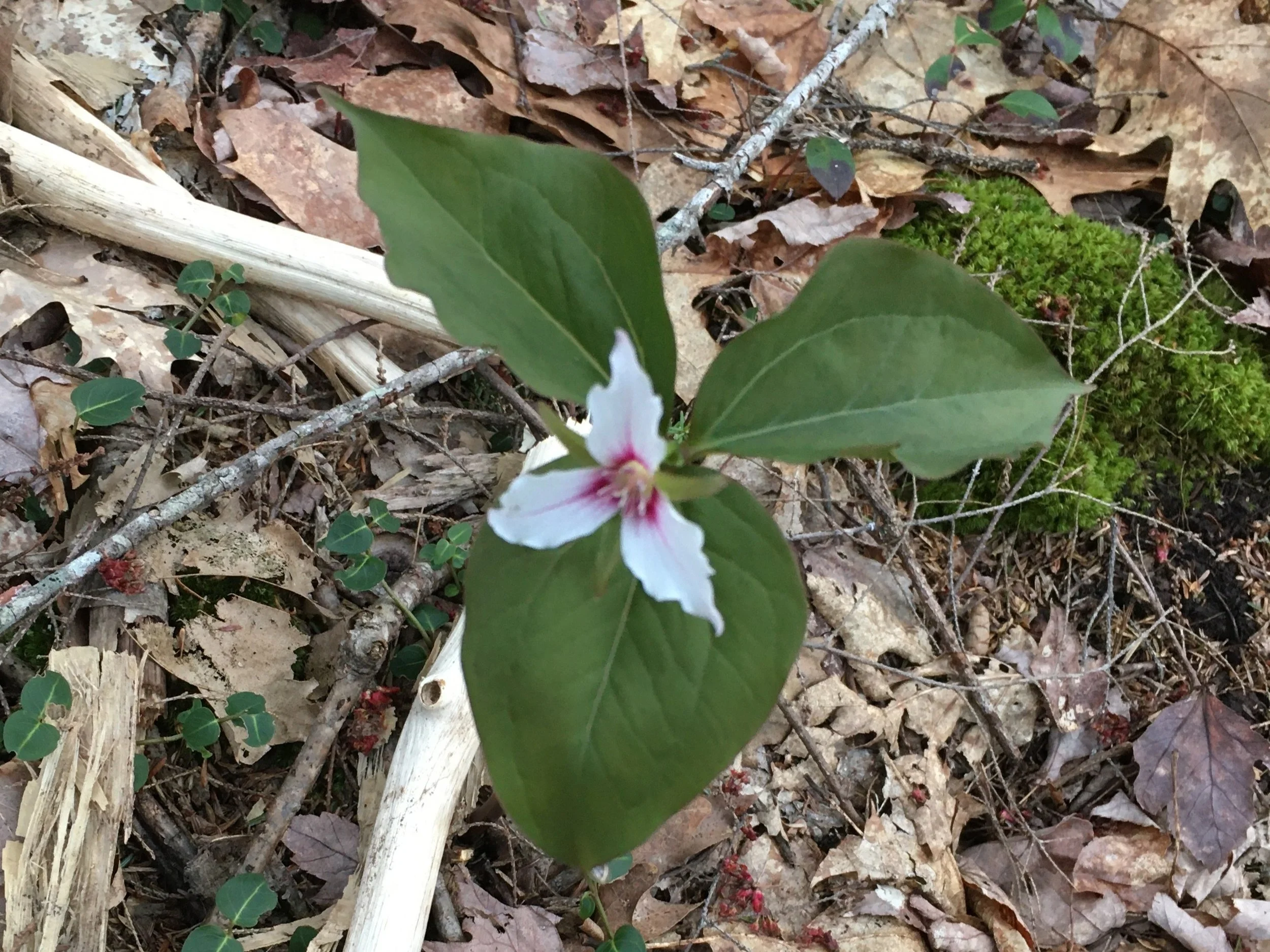 Painted Trillium