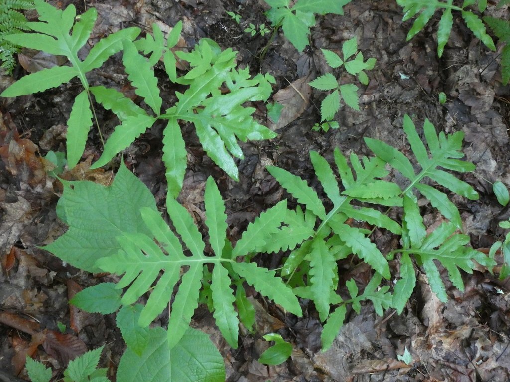 Sensitive Fern
