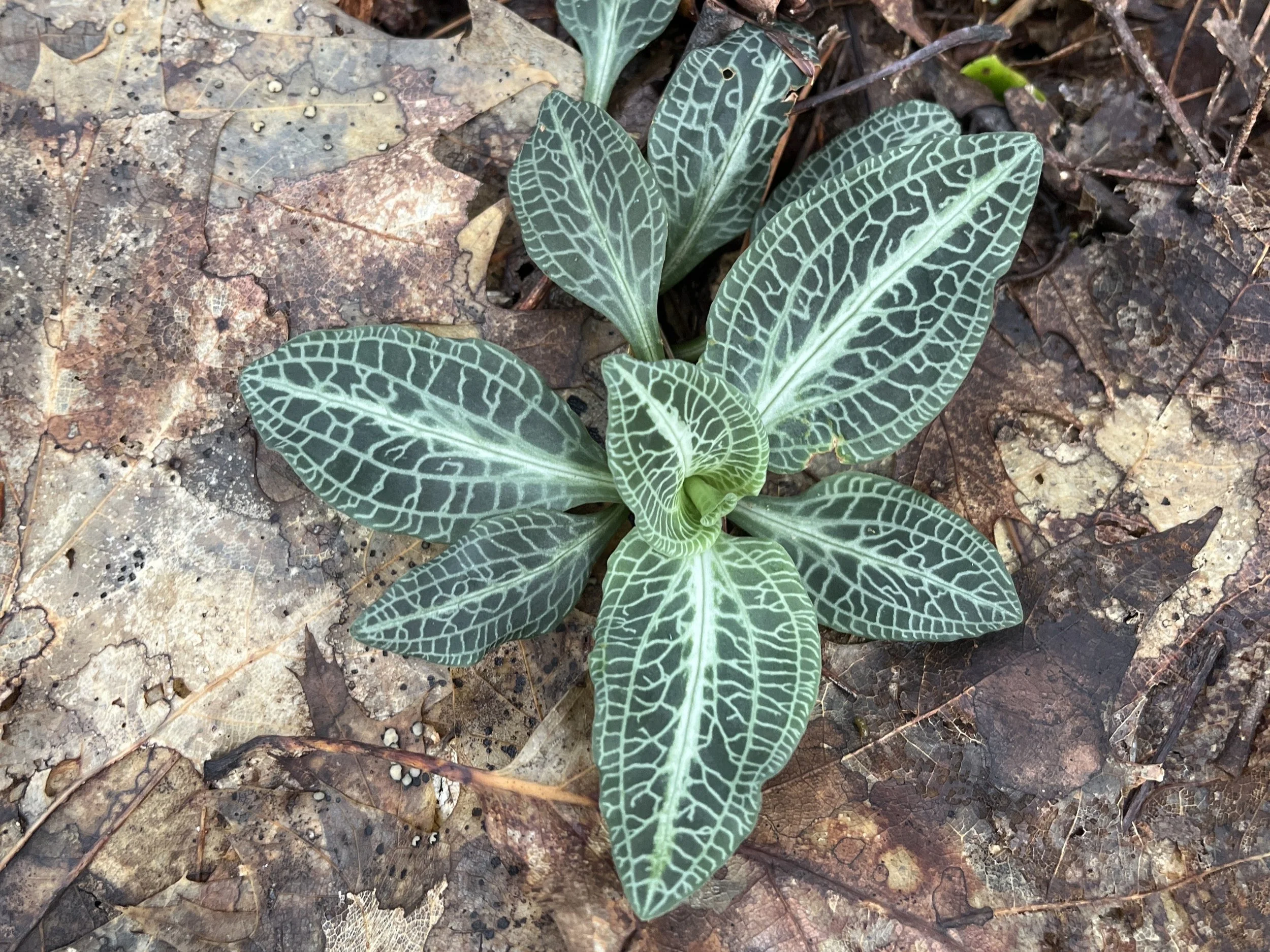 Rattlesnake Plantain
