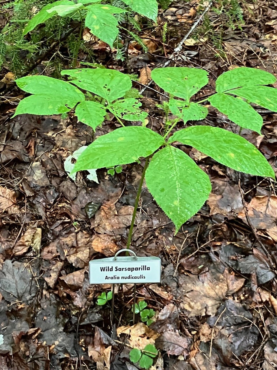 Wild Sarsaparilla