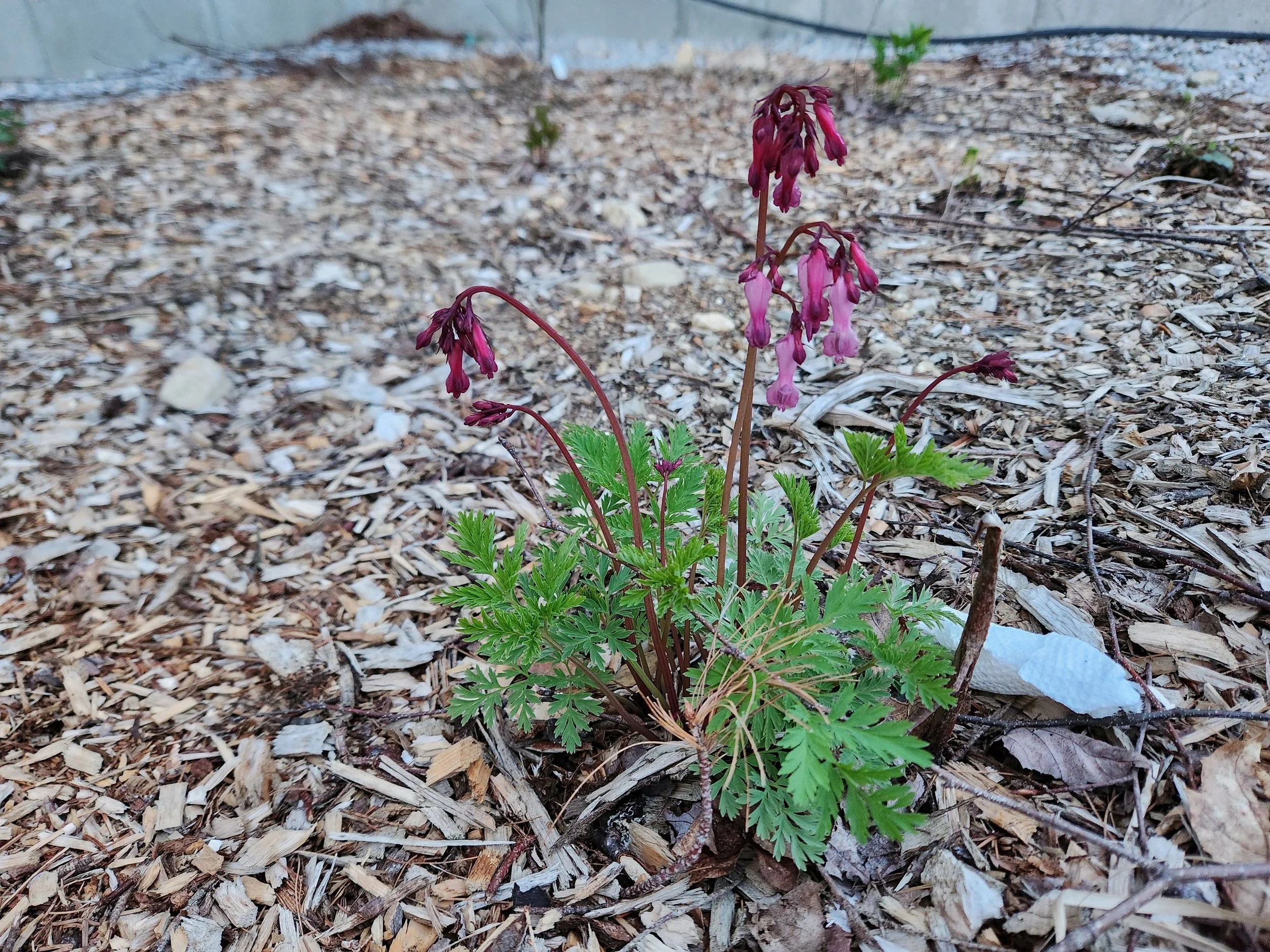 Bleeding Heart
