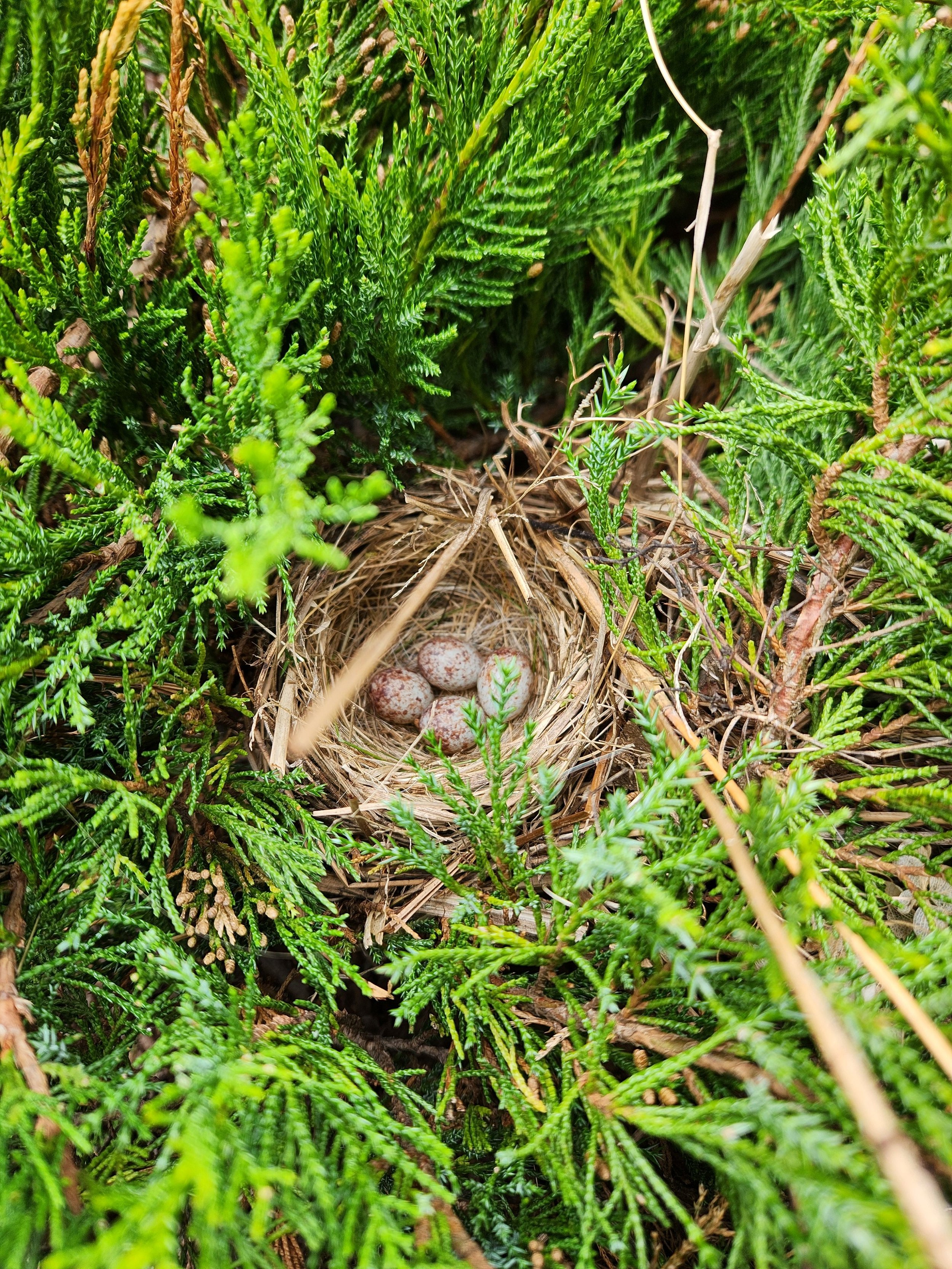 Bird Nest
