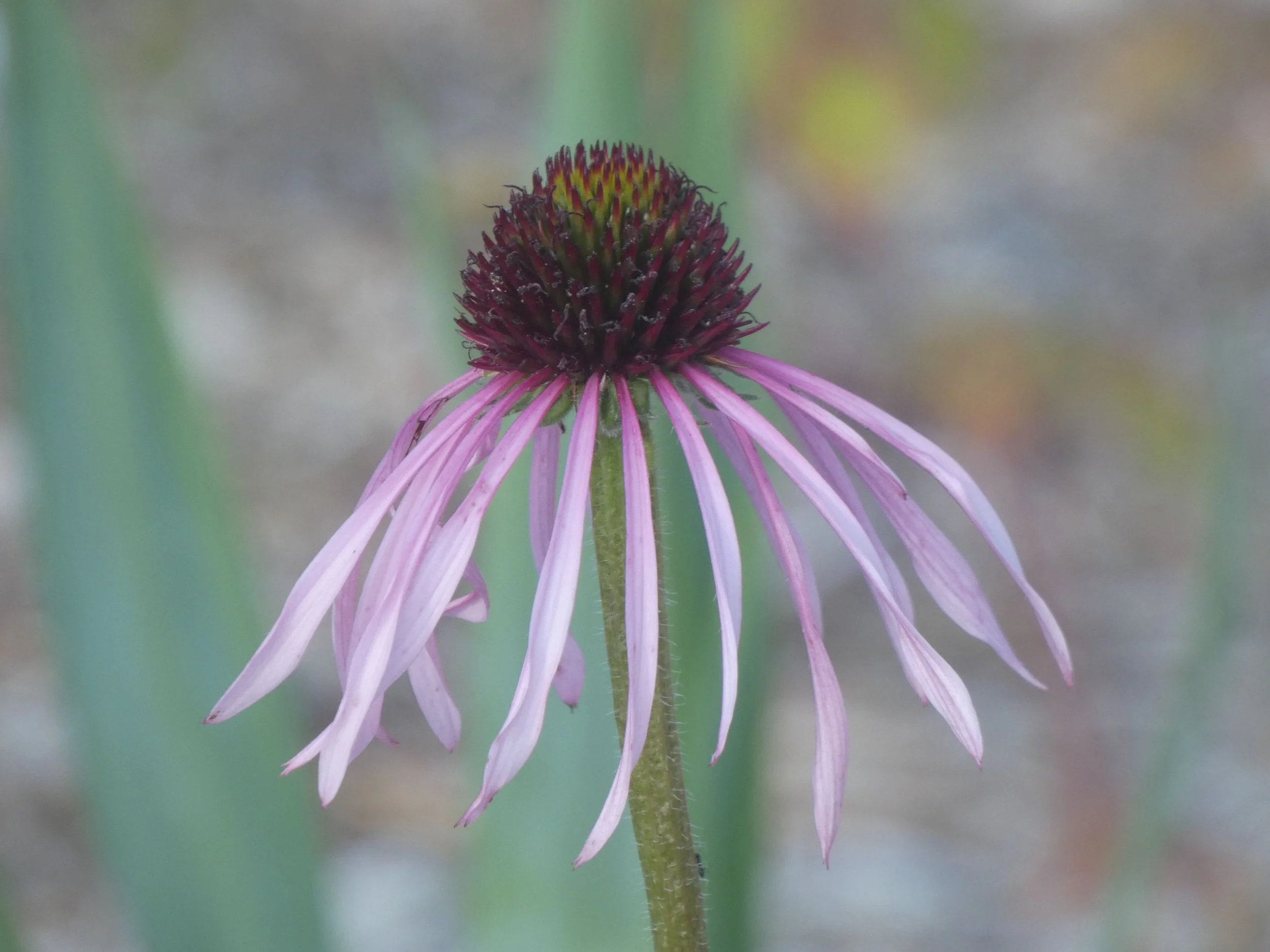 Coneflower