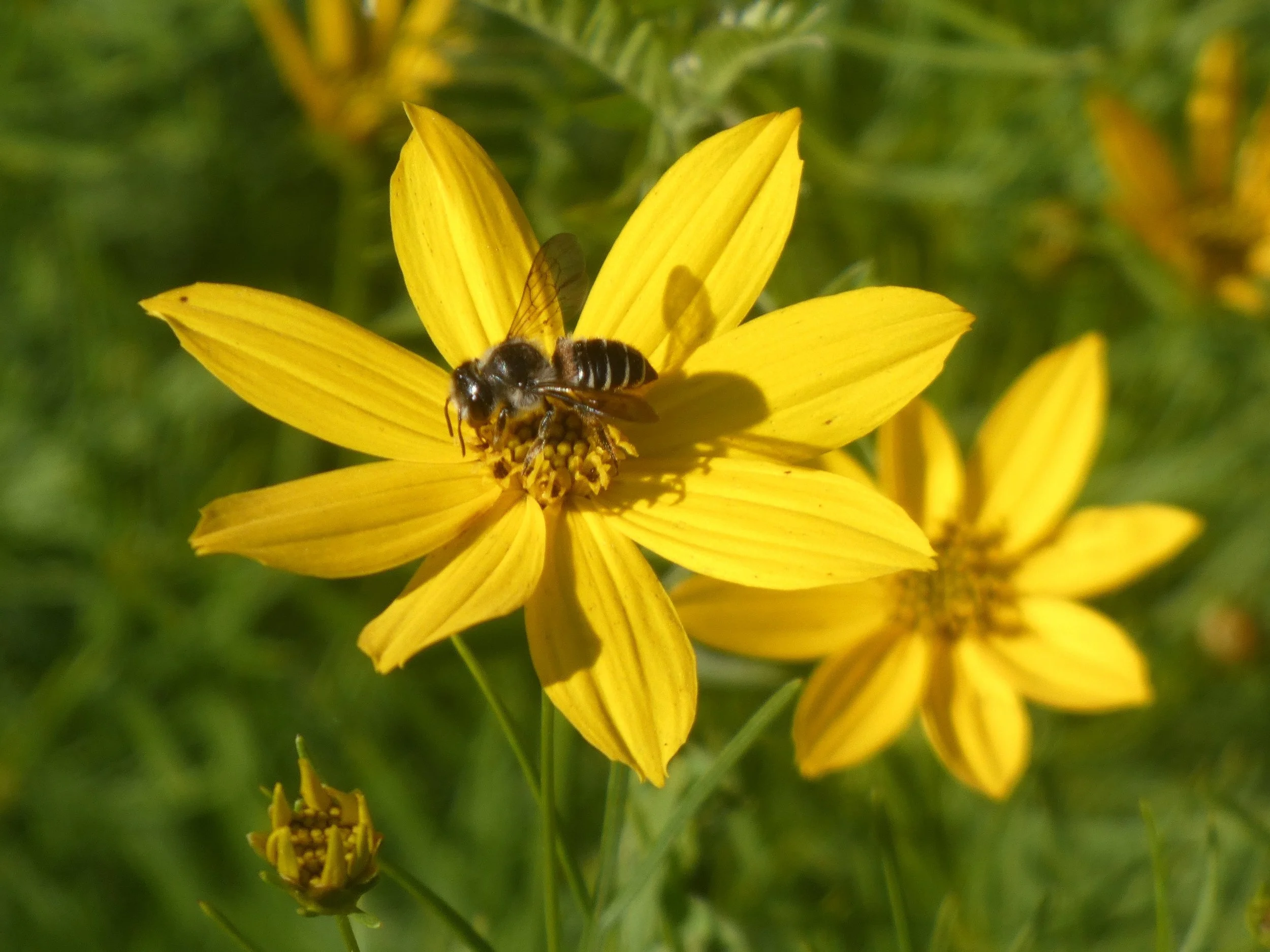 Bee on Coreopsis