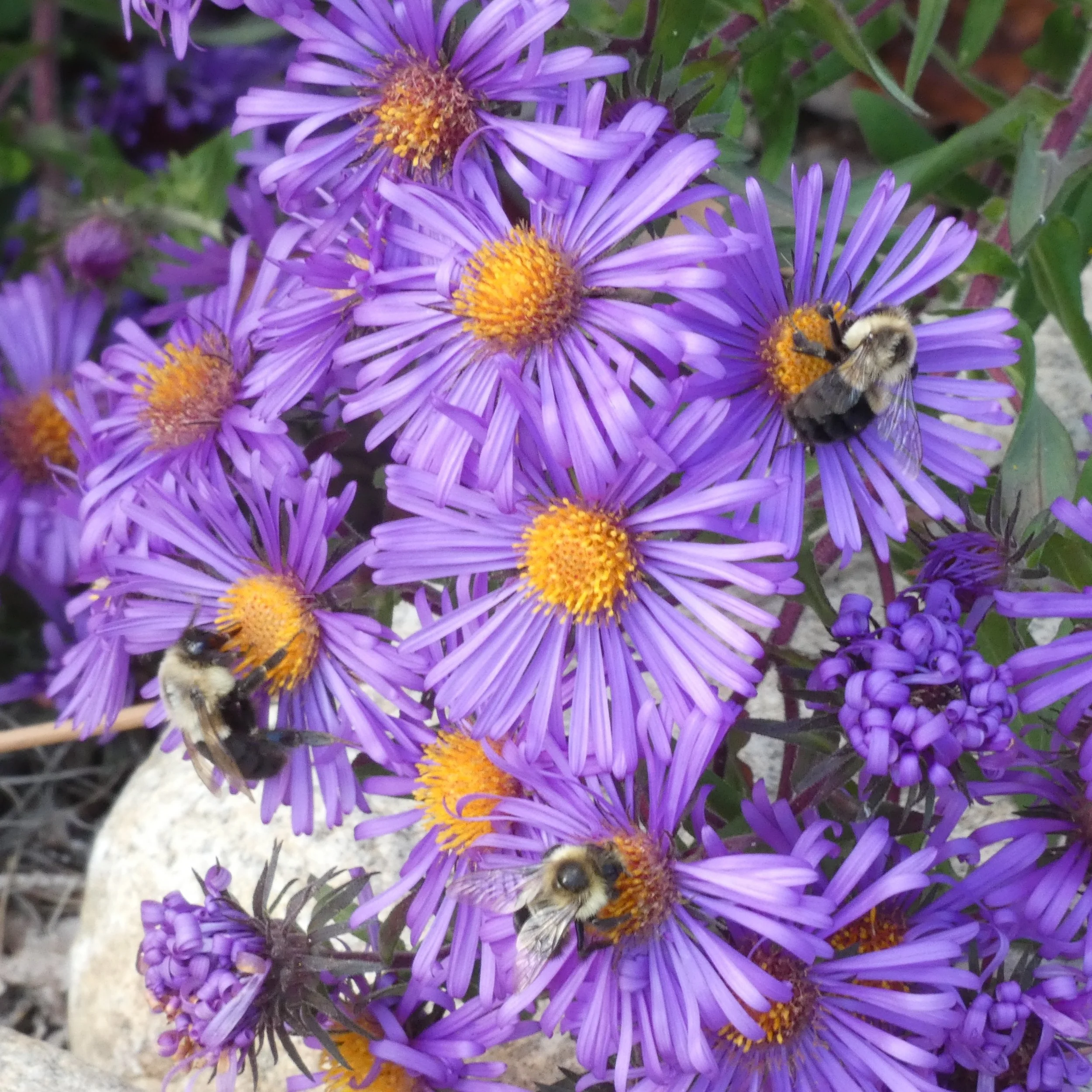 New England Aster