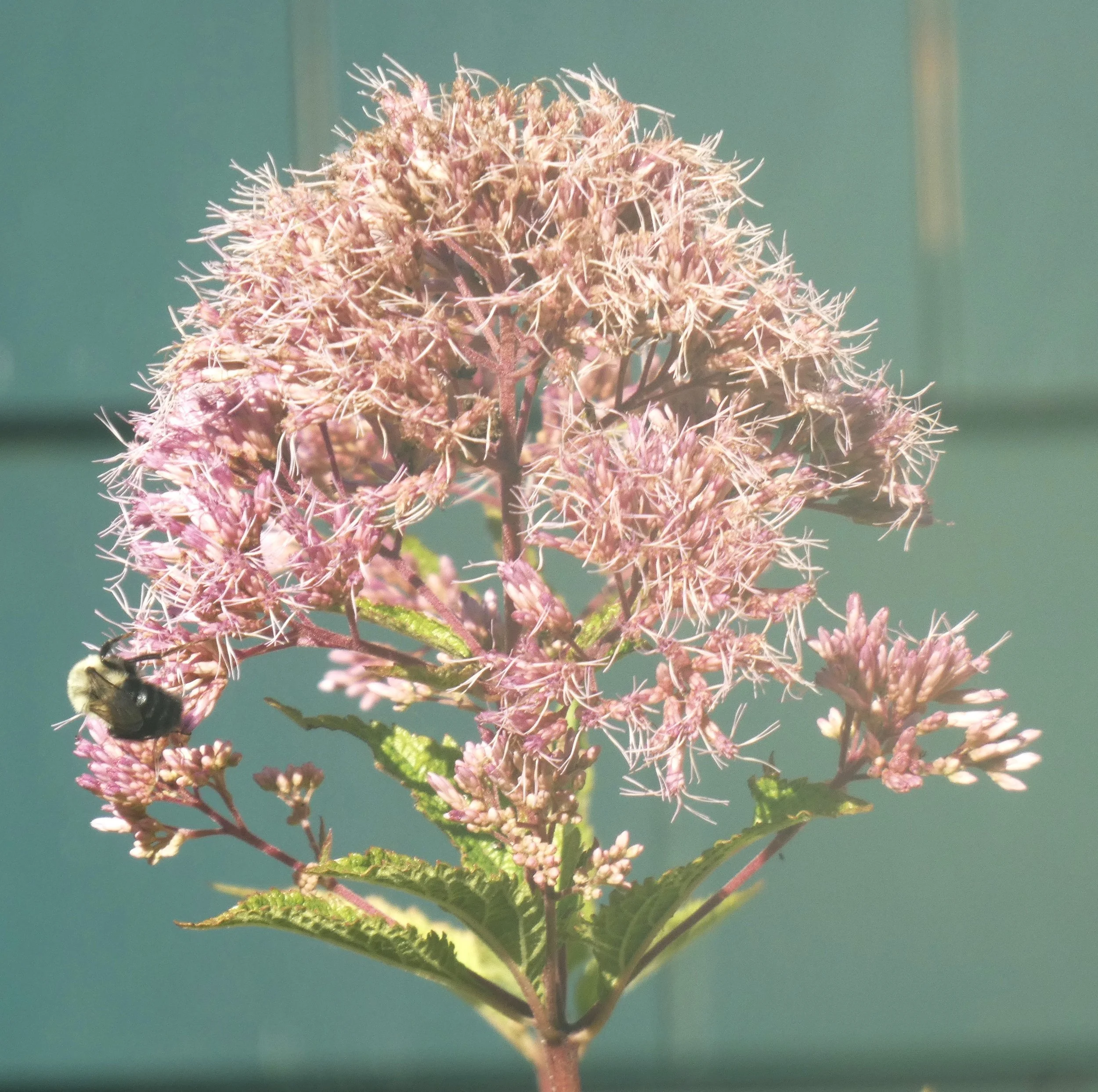 Joe-Pye Weed