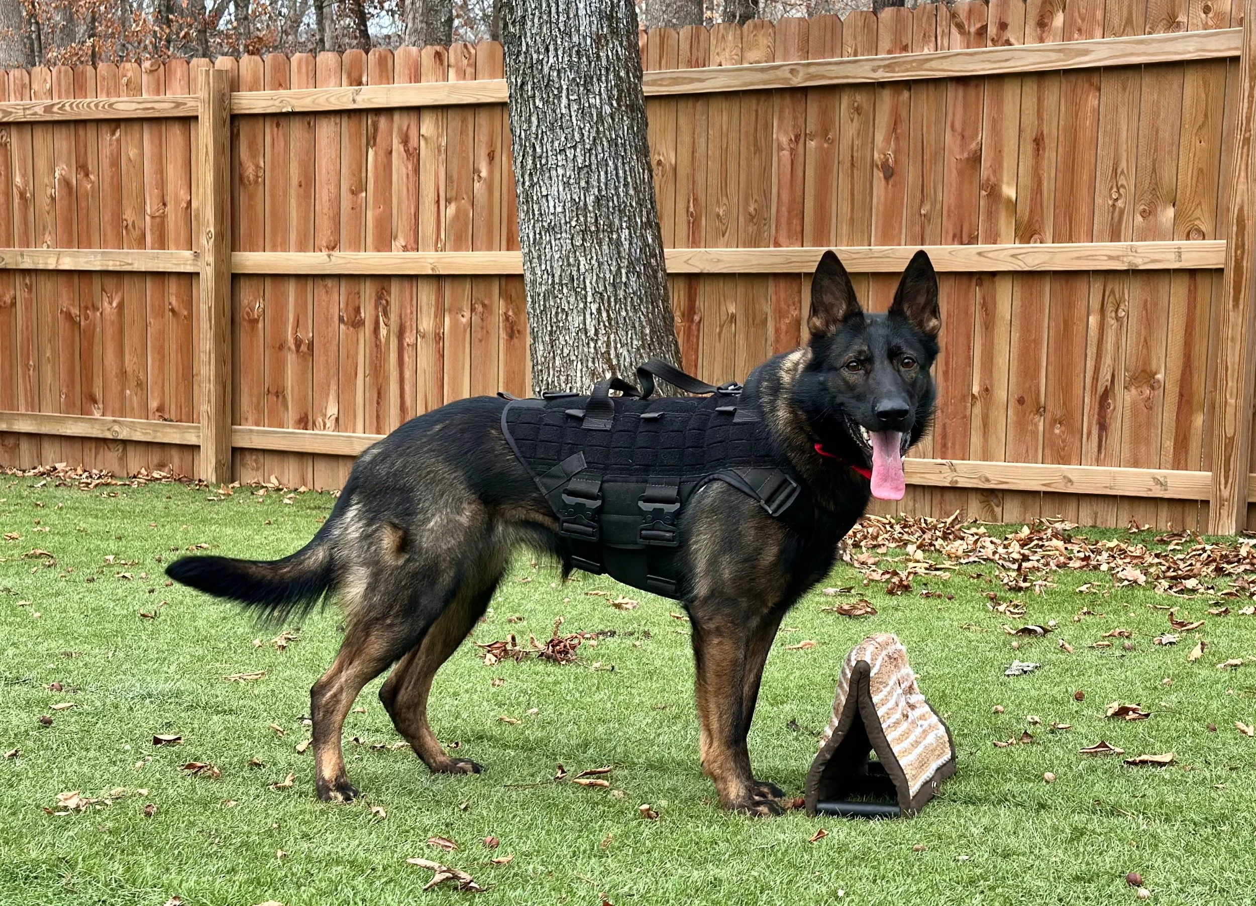 Current Litters — Arch City K9