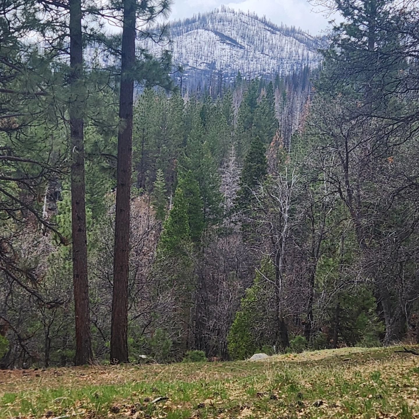 Here at the cabin on the cusp of winter and spring. Beautiful. 

# MountainBeauty #cabinlife #mountainmagic #familymemories #susanvillescenery #springinthemountains