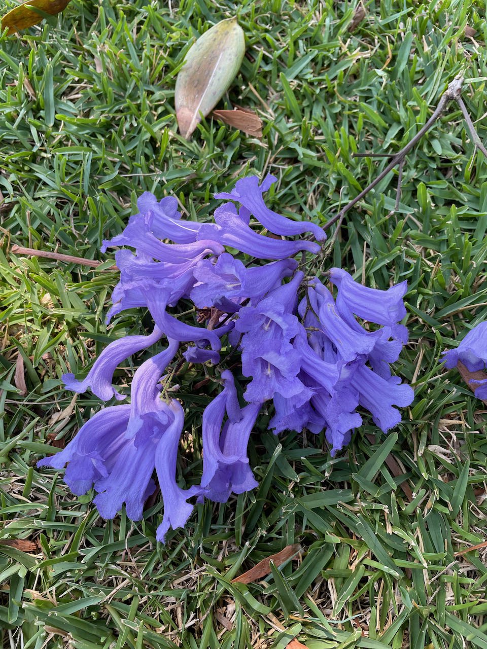 October - Jacaranda Season