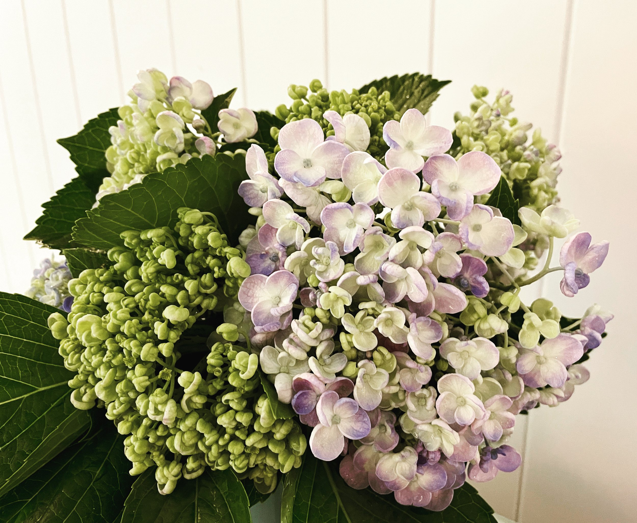 November - Lush Hydrangeas