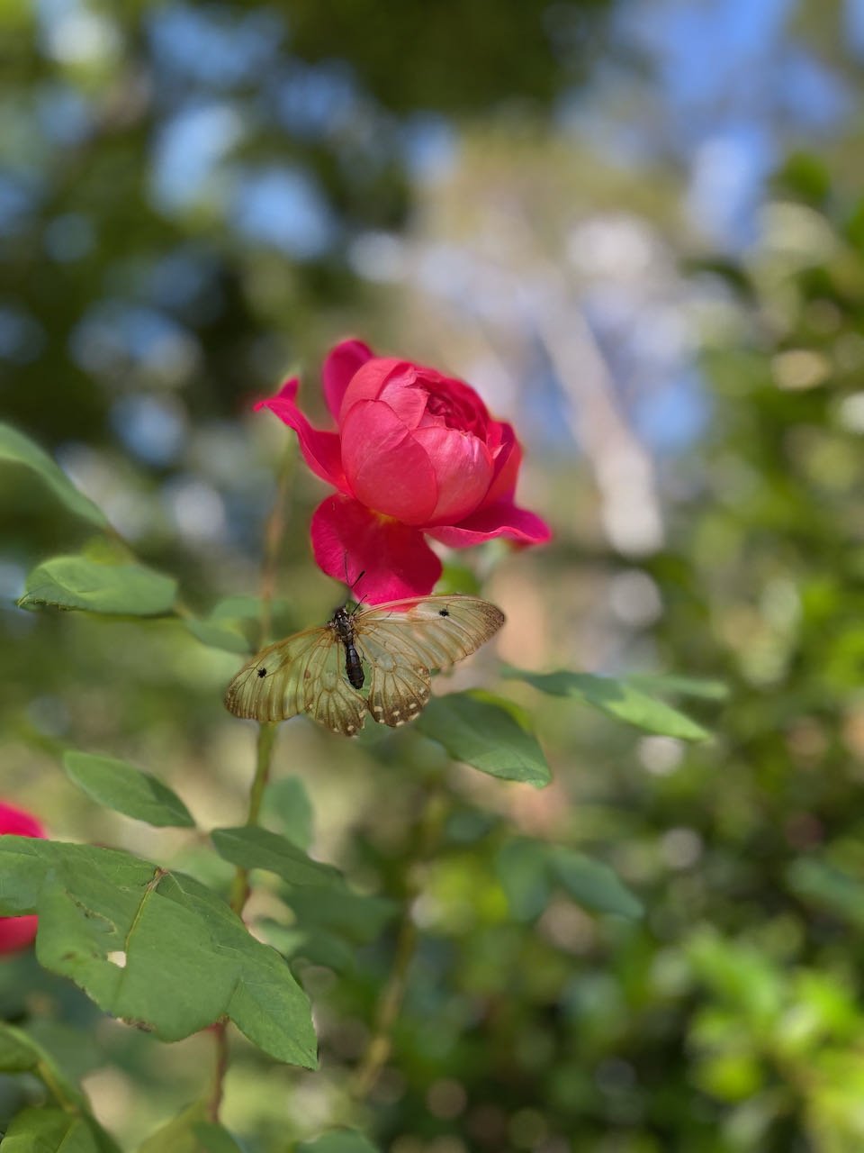 IMG_2227.jpeg