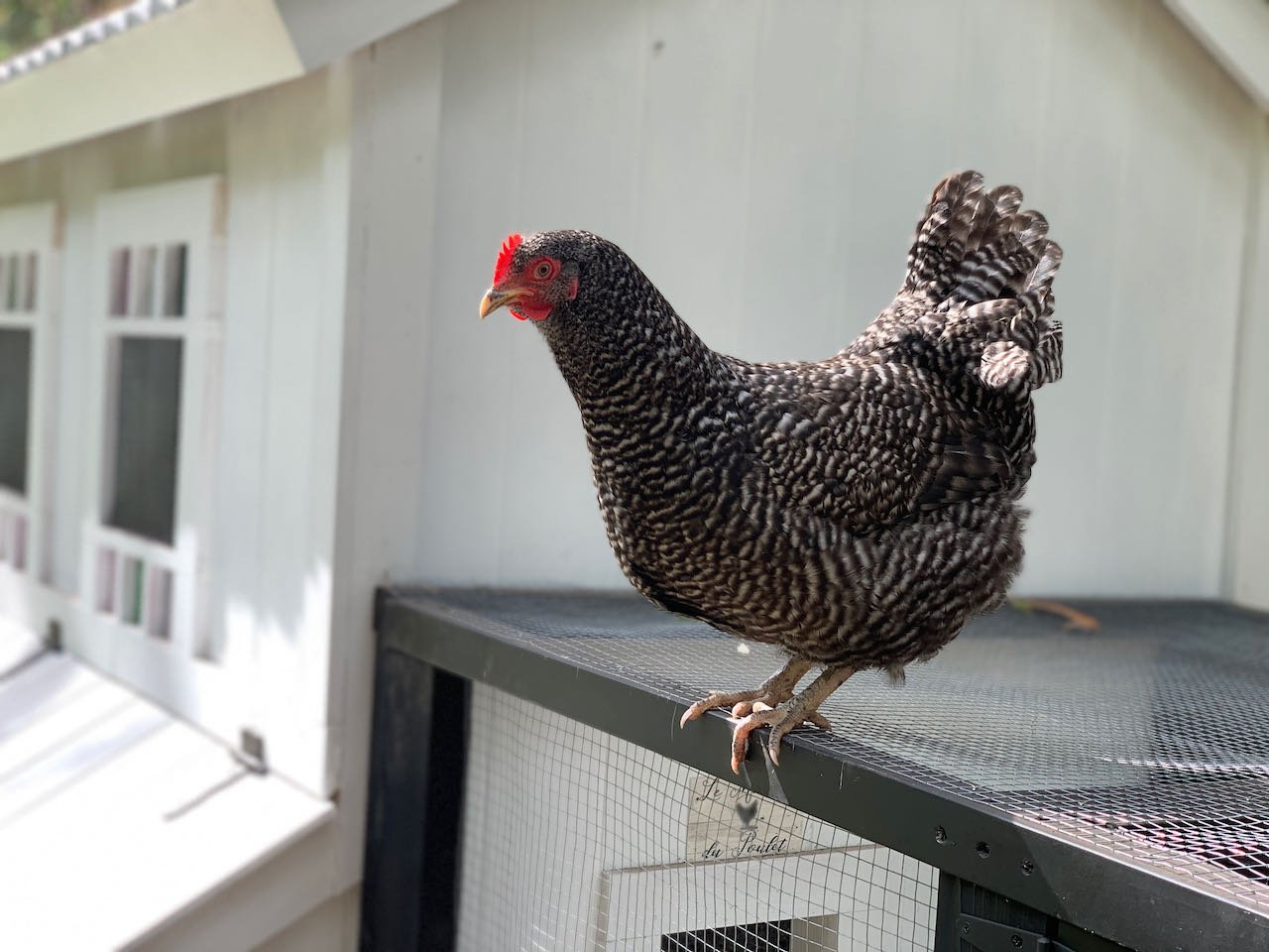 One Fine Chook Pen