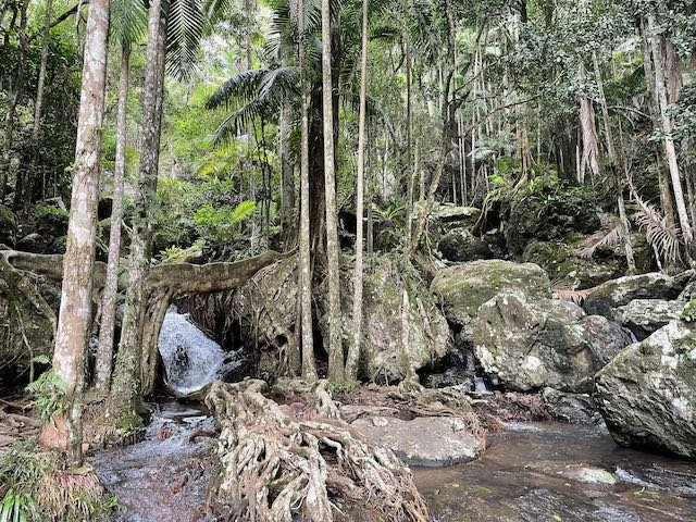 Art Inspiration Queensland | Shannon Yeardley Springbrook