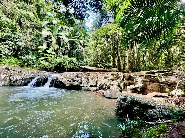 Springbrook and Hinterland areas of Queensland - William Robinson Country!