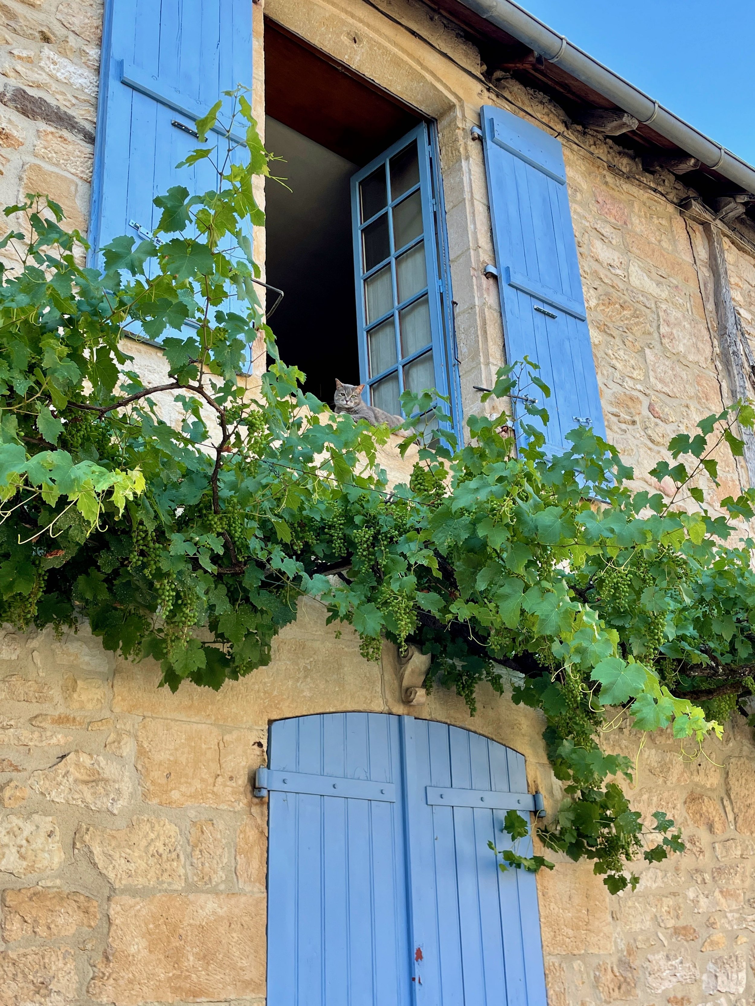 Australian Artist in France - Provence Blue Shutters