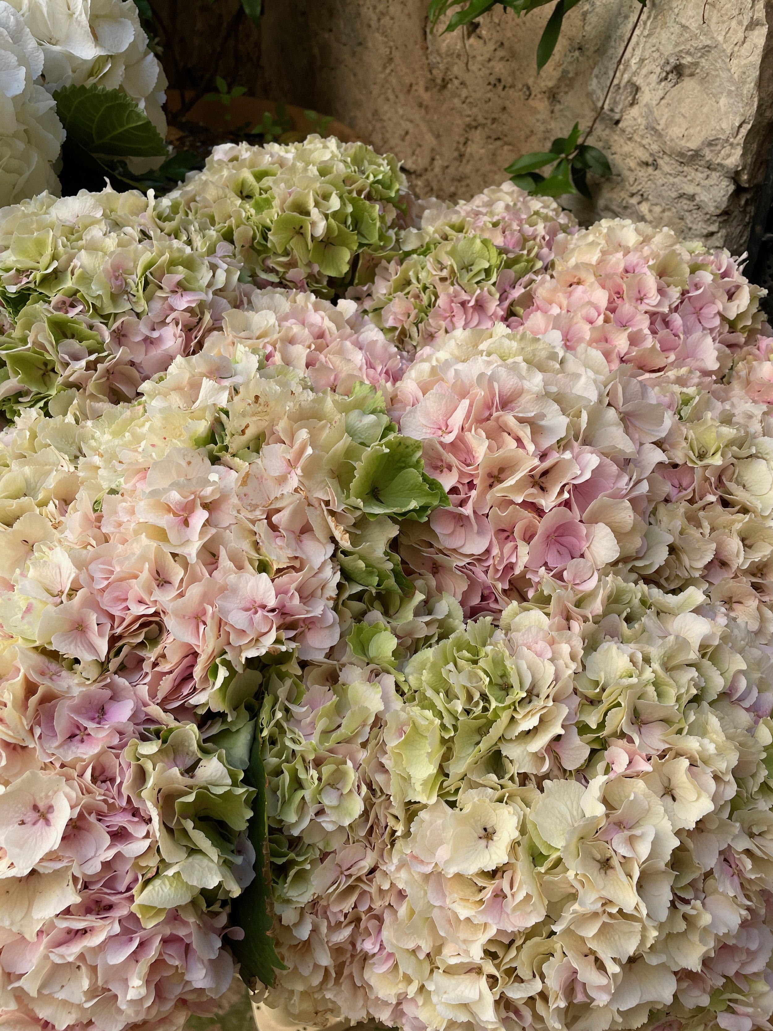 Australian Artist in France - Hydrangea at Eze