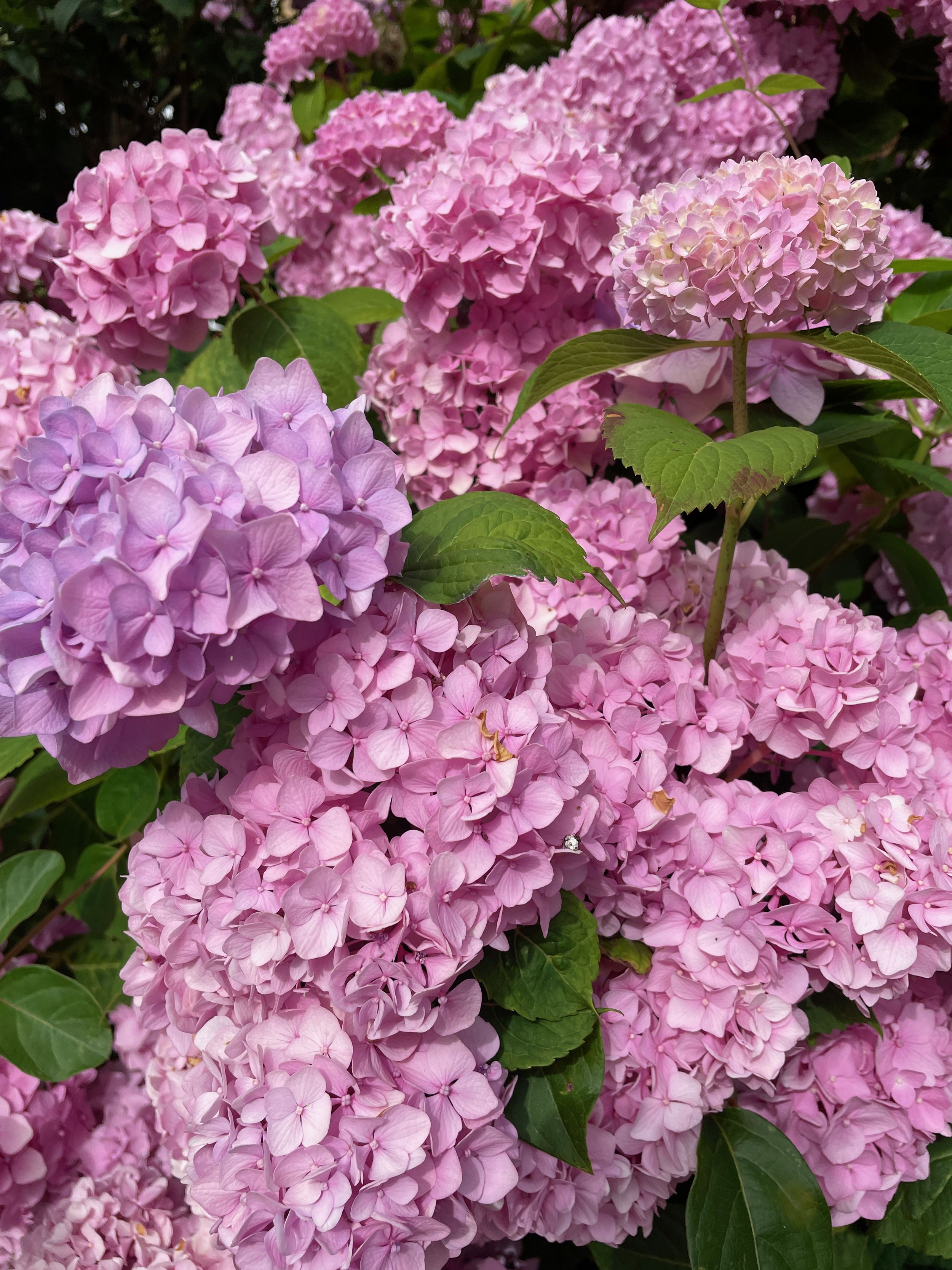 Australian Artist in France - Hydrangea 