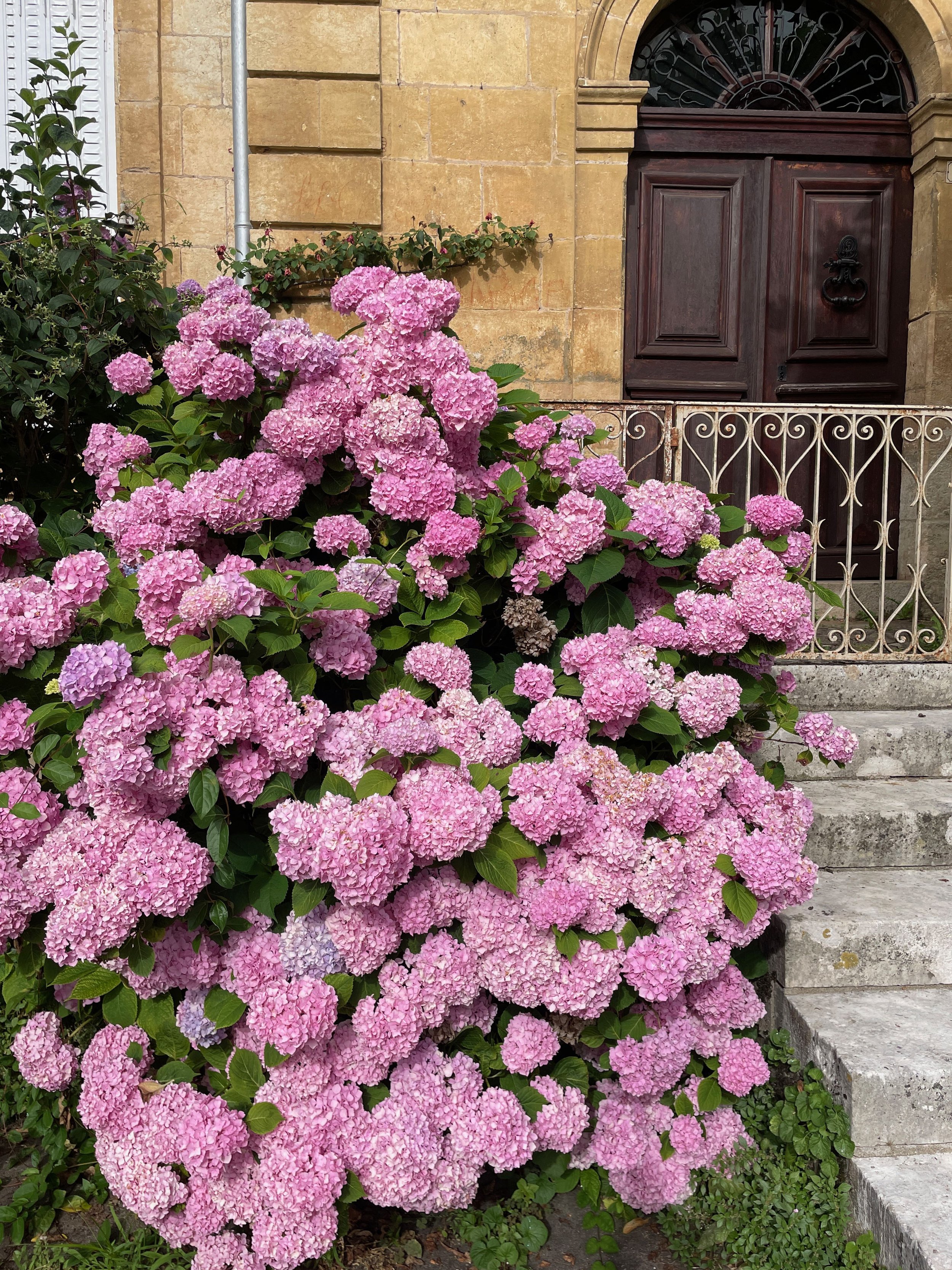Australian Artist in France - Hydrangea 