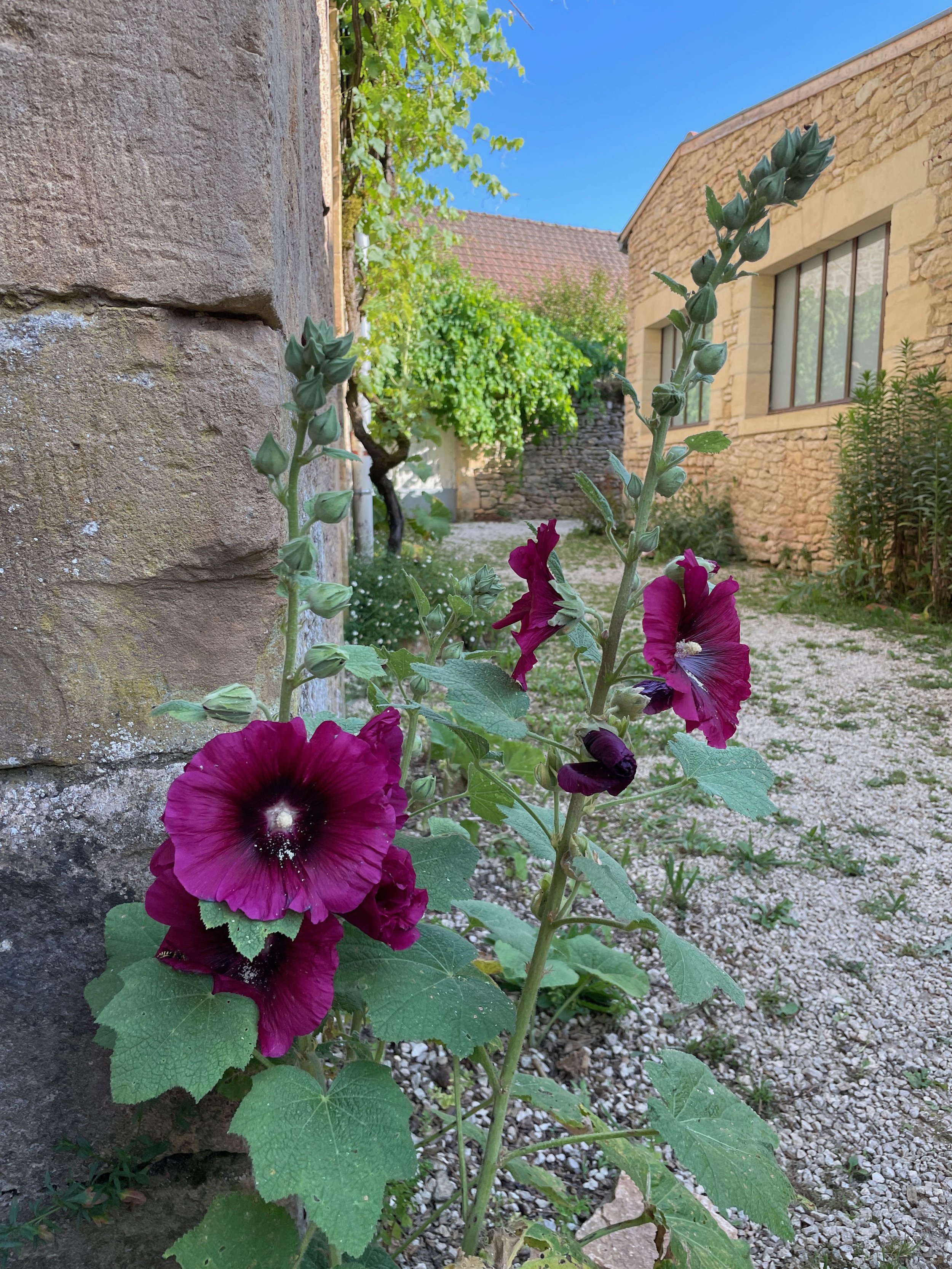 Australian Artist in France - Hollyhocks