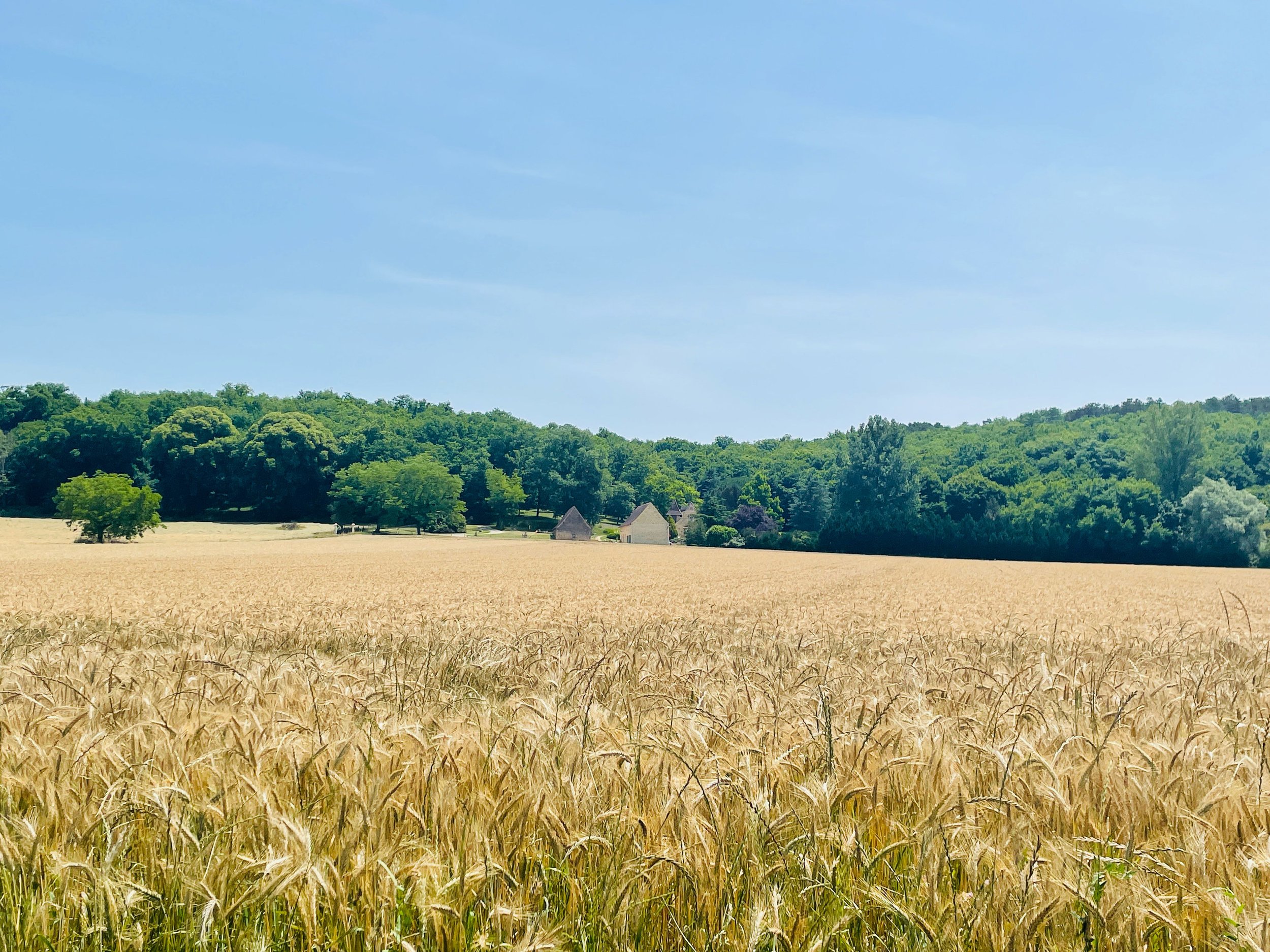 Australian Artist in France - Dordogne Wheatfields