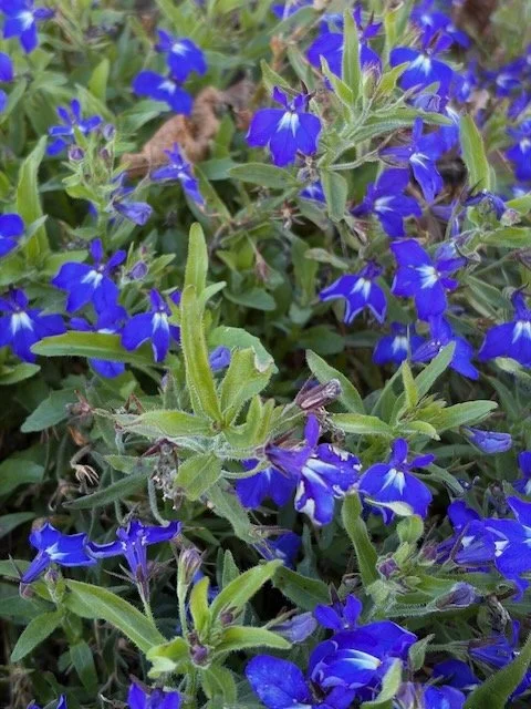 IMG_0059.jpeg