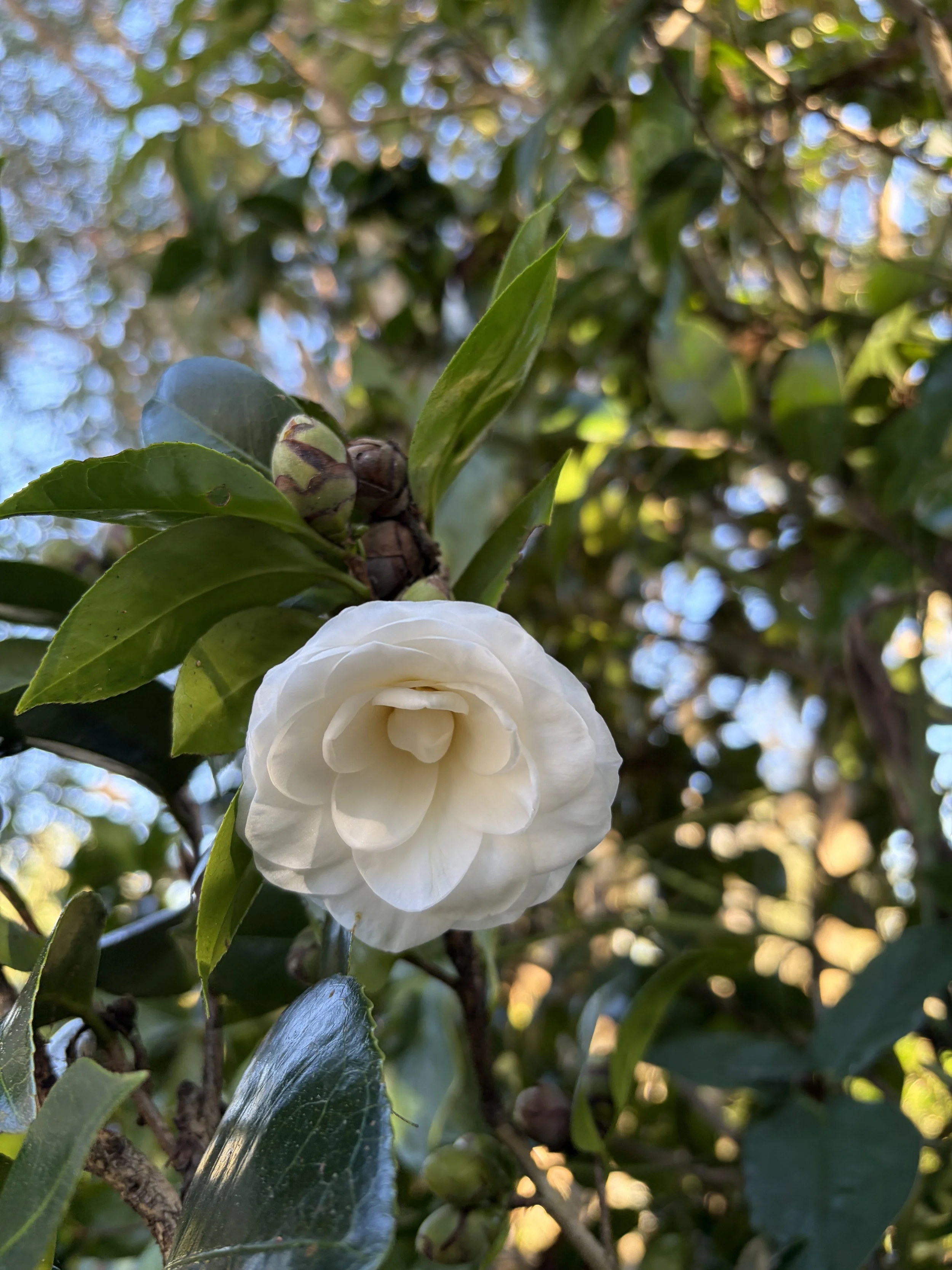 IMG_0087.jpeg